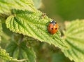 Free Ant And Ladybird Royalty Free Stock Photos - 25366268