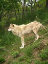 Free Arctic Wolf Royalty Free Stock Photo - 2544545