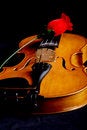 Free Rose Melody Stock Photography - 2545382