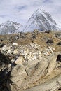 Free Pumori, Nepal - Himalaya Royalty Free Stock Photos - 2545458