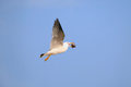 Free Seagull With Bivalve In Beak Stock Photography - 2546132