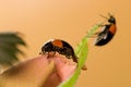 Free Two Black Ladybugs Stock Photography - 2546742