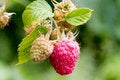 Free Red Raspberry Royalty Free Stock Image - 2547826