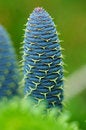 Free Detail Of Spruce Cone Royalty Free Stock Photography - 2548227