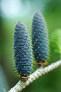 Free Detail Of Spruce Cone Royalty Free Stock Images - 2548229