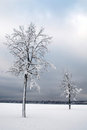 Free Trees Royalty Free Stock Photos - 2548398