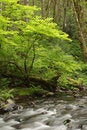 Free Gales Creek Stock Photo - 2548830