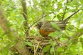 Free Robin In A Nest Stock Photo - 2549550
