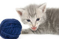 Free Gray Kitten And Blue Yarn Stock Photography - 2549562