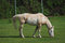 Free Ranch Stock Image - 2543341
