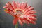 Free Red Gerbera With Bubbles Stock Photo - 2546340