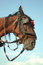 Free Horse Stock Images - 2547964