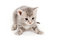 Free Gray Kitten Ready To Pounce Stock Image - 2549561