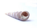Free Shell. Royalty Free Stock Images - 2550159