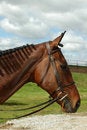 Free Horse With Braids Royalty Free Stock Photo - 2550655