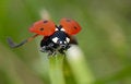 Free Ladybug On The Grass Royalty Free Stock Photos - 2553188