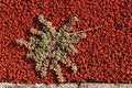 Free Green Plant Grow On Track Stock Image - 2559061