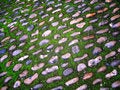 Free Moss And Cobbles Stock Images - 2559814