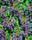 Free Berries Shrub Royalty Free Stock Images - 2563519