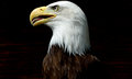 Free American Eagle Stock Photo - 2568510