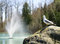Free Seagull Watching Fountain Royalty Free Stock Photo - 2560535