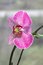 Free Pink Orchid Stock Image - 2563801