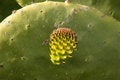 Free New Cactus Growth Royalty Free Stock Image - 2574306