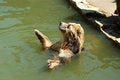 Free Brown Bear Royalty Free Stock Photo - 2575405