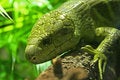 Free Lizard Stock Image - 2578651