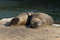 Free Young Sea-lions In The Zoo Stock Image - 2571011