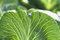 Free Leaf Of Cabbage Close Up Royalty Free Stock Images - 2571499