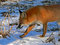 Free Red Fox 23 Royalty Free Stock Image - 2574186