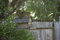 Free Squirrel On The Bird Feeder Stock Image - 2575571