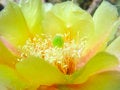 Free Yellow Prickly Pear Stock Photos - 25711303