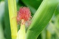Free Maize Pistil Royalty Free Stock Photos - 25761668