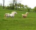 Free Horse Chase Royalty Free Stock Photography - 2580327