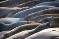 Free Elephant Seals Stock Image - 2588091