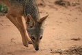 Free Black Backed Jackal Stock Photo - 2588370