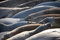 Free Elephant Seals Stock Image - 2588091