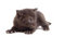 Free Black Kitten Looking Right Royalty Free Stock Photo - 2588485