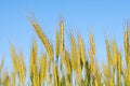Free Rye Ears Against Blue Sky Stock Photos - 25856533