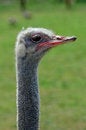 Free A Head Close-up Of A Crane Royalty Free Stock Images - 2590269