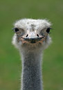 Free A Head Close-up Of A Crane Royalty Free Stock Photo - 2590275