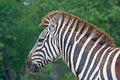 Free Zebra In A Safari Royalty Free Stock Images - 2590319