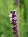 Free Busy Bee Stock Photo - 2595150
