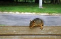 Free Curious Squirrel Stock Image - 2595771