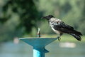 Free Crow3 Stock Photography - 2596832