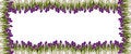 Free Spring Floral Frames Royalty Free Stock Image - 2597696