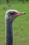 Free A Head Close-up Of A Crane Royalty Free Stock Images - 2590269