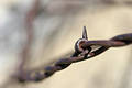 Free Barbed Wire Abstract Stock Images - 261024